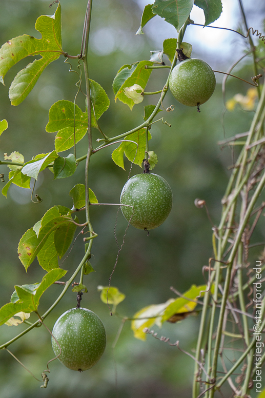 passion fruit